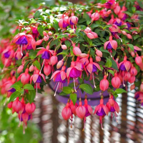 Fuchsia Dollar Princess, 30 cm, planta decorativa cu flori bicolore roz si violet, inflorire lunga si crestere curgatoare