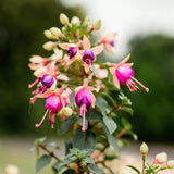 Copacel Cercelus (Fuchsia) Ellebel, 90 cm, cu flori roz-violet duble, prefera semiumbra