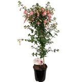 Copacel Cercelus (Fuchsia) Elma, 75 cm, cu flori roz-violet duble pentru terasa si gradina, prefera semiumbra