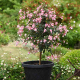 Copacel Cercelus (Fuchsia) Elma, 75 cm, cu flori roz-violet duble pentru terasa si gradina, prefera semiumbra