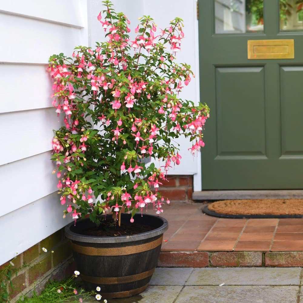 Copacel Cercelus (Fuchsia) Elma, 75 cm, cu flori roz-violet duble pentru terasa si gradina, prefera semiumbra