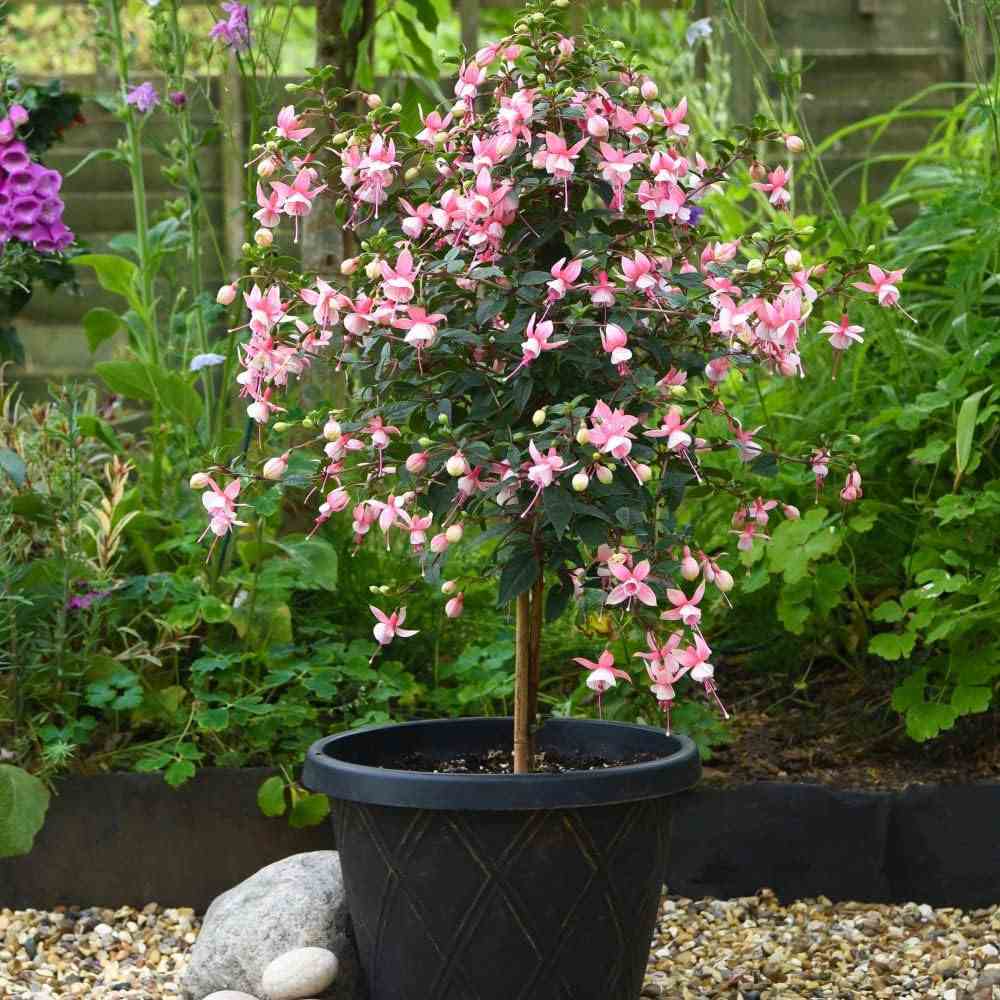Copacel Cercelus (Fuchsia) Elma, 75 cm, cu flori roz-violet duble pentru terasa si gradina, prefera semiumbra