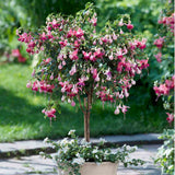 Copacel Cercelus (Fuchsia) Paula Jane, 75 cm, cu flori duble bicolore pentru terasa si balcon, prefera semiumbra