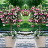 Copacel Cercelus (Fuchsia) Paula Jane, 75 cm, cu flori duble bicolore pentru terasa si balcon, prefera semiumbra