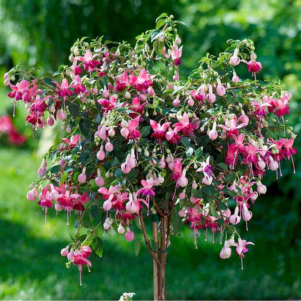 Copacel Cercelus (Fuchsia) Paula Jane, 75 cm, cu flori duble bicolore pentru terasa si balcon, prefera semiumbra
