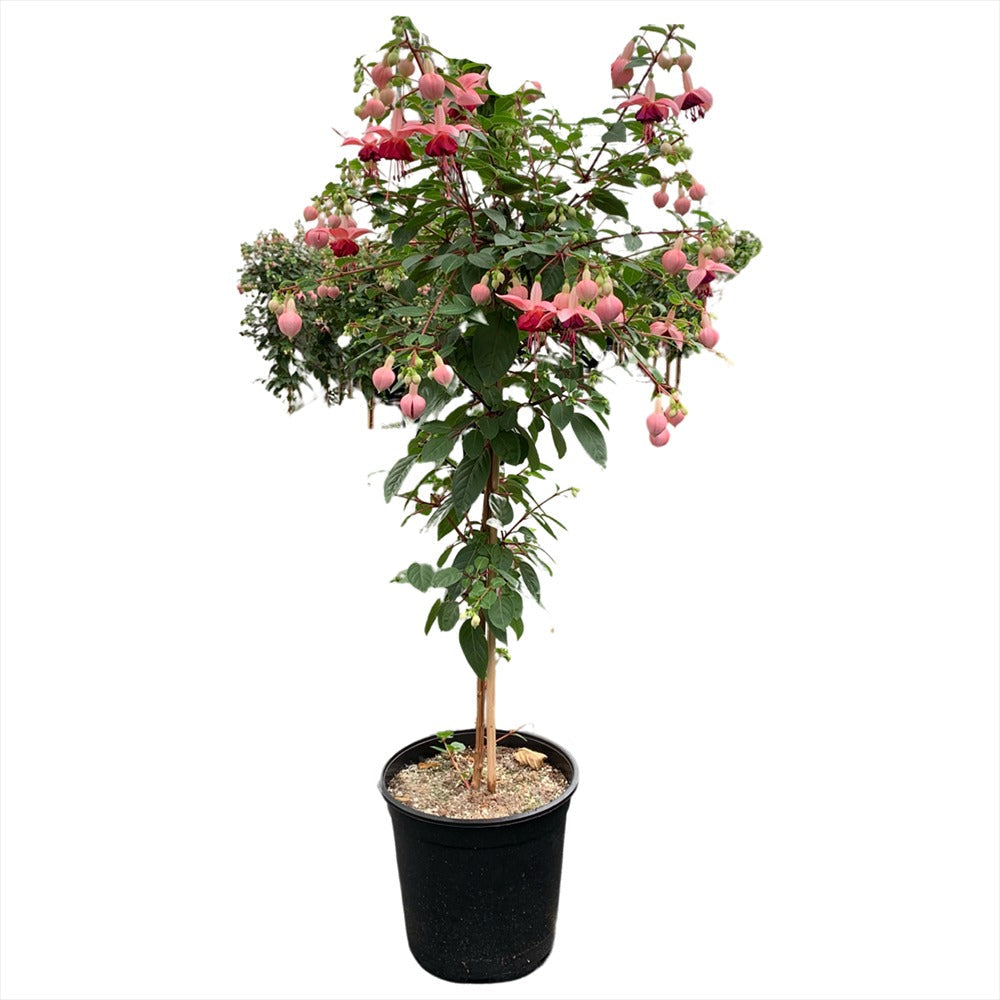 Copacel Cercelus (Fuchsia) Paula Jane, 75 cm, cu flori duble bicolore pentru terasa si balcon, prefera semiumbra