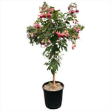 Copacel Cercelus (Fuchsia) Paula Jane, 75 cm, cu flori duble bicolore pentru terasa si balcon, prefera semiumbra
