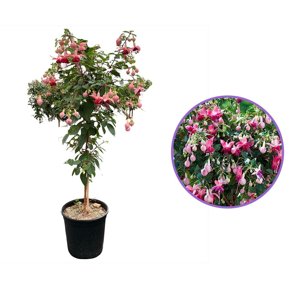 Copacel Cercelus (Fuchsia) Paula Jane, 75 cm, cu flori duble bicolore pentru terasa si balcon, prefera semiumbra