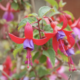 Copacel Cercelus (Fuchsia) Angela, 90 cm, planta decorativa cu flori rosii-mov vara