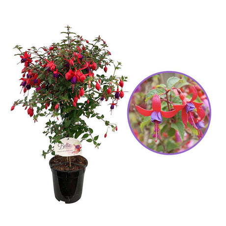 Copacel Cercelus (Fuchsia) Angela, 90 cm, planta decorativa cu flori rosii-mov vara