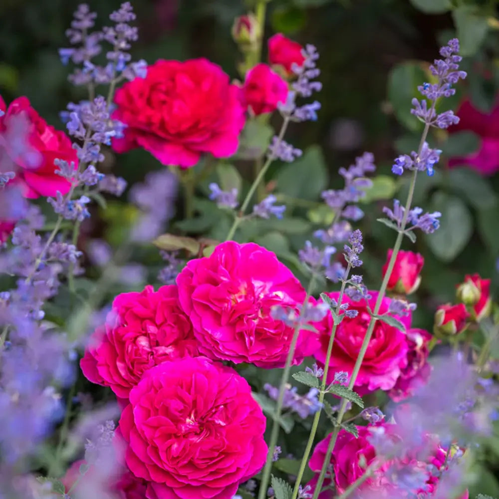 Trandafir englezesc David Austin Rosa Gabriel Oak, flori roz magenta intens intens, parfumate, rezistent la frig, inflorire continua