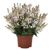 Floarea Albinei Alba (Gaura Lindheimeri), planta perena cu flori albe, inflorire lunga, atrage albine