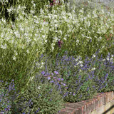 Floarea Albinei Alba (Gaura Lindheimeri), planta perena cu flori albe, inflorire lunga, atrage albine