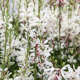 Floarea Albinei Alba (Gaura Lindheimeri), planta perena cu flori albe, inflorire lunga, atrage albine