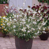 Floarea Albinei Alba (Gaura Lindheimeri), planta perena cu flori albe, inflorire lunga, atrage albine