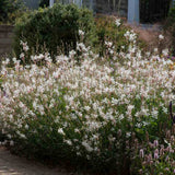 Floarea Albinei Alba (Gaura Lindheimeri), planta perena cu flori albe, inflorire lunga, atrage albine