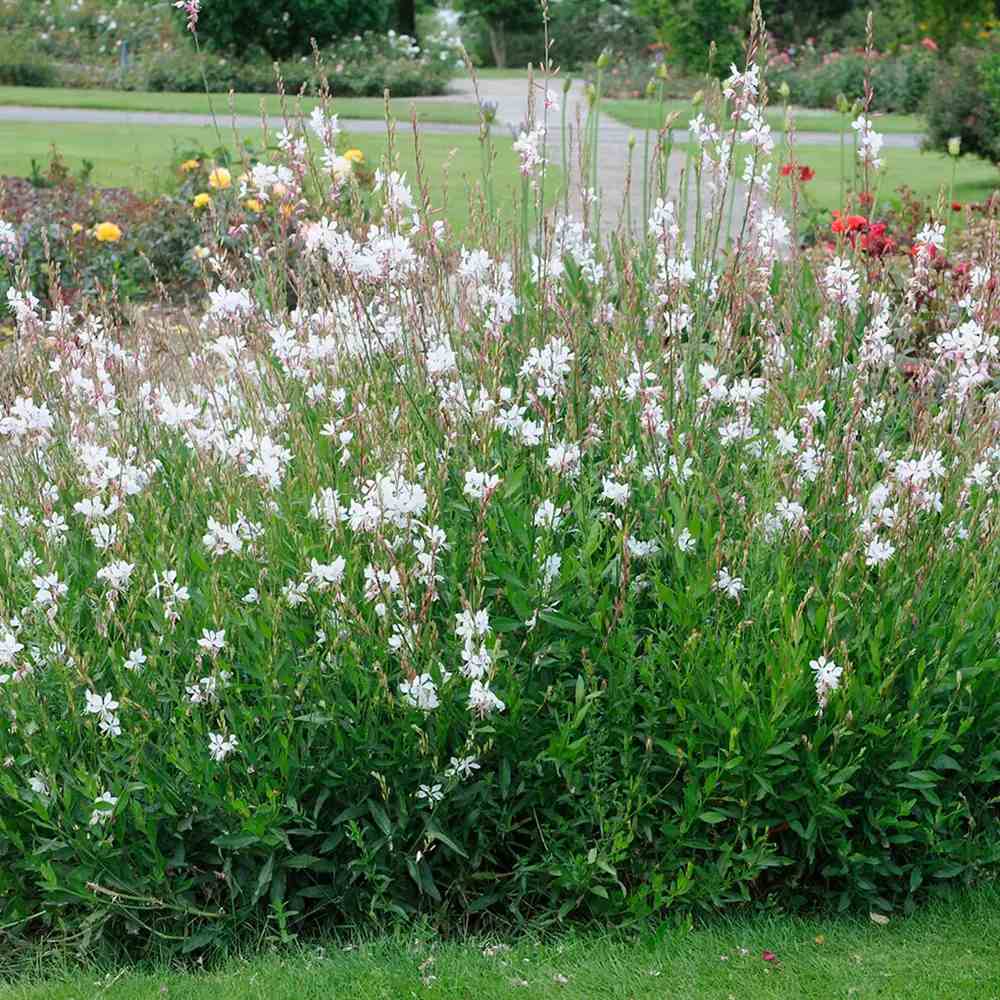 Floarea Albinei Alba (Gaura Lindheimeri), planta perena cu flori albe, inflorire lunga, atrage albine