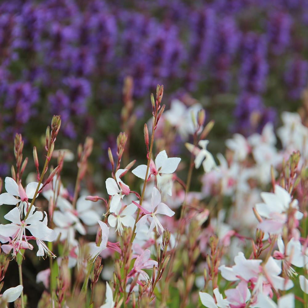 Floarea Albinei Alba (Gaura Lindheimeri), planta perena cu flori albe, inflorire lunga, atrage albine