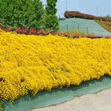 Genista lydia, tufa decorativa cu flori galbene, ideala pentru soluri sarace si gradini insorite, acoperitoare de sol