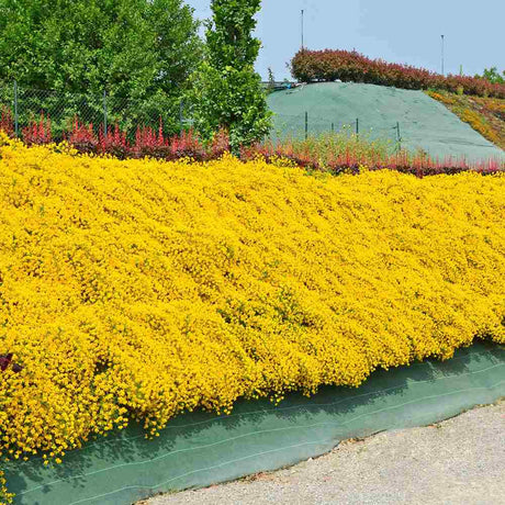 Genista lydia, tufa decorativa cu flori galbene, ideala pentru soluri sarace si gradini insorite, acoperitoare de sol