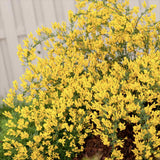 Genista tinctoria Royal Gold, arbust peren decorativ, flori galbene aurii parfumate