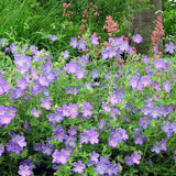 Gólyaorr Geranium 'Johnson's Blue' – kék-lila virágú, hosszan virágzó évelő