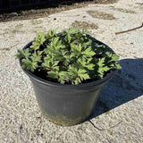 Gólyaorr Geranium 'Johnson's Blue' – kék-lila virágú, hosszan virágzó évelő