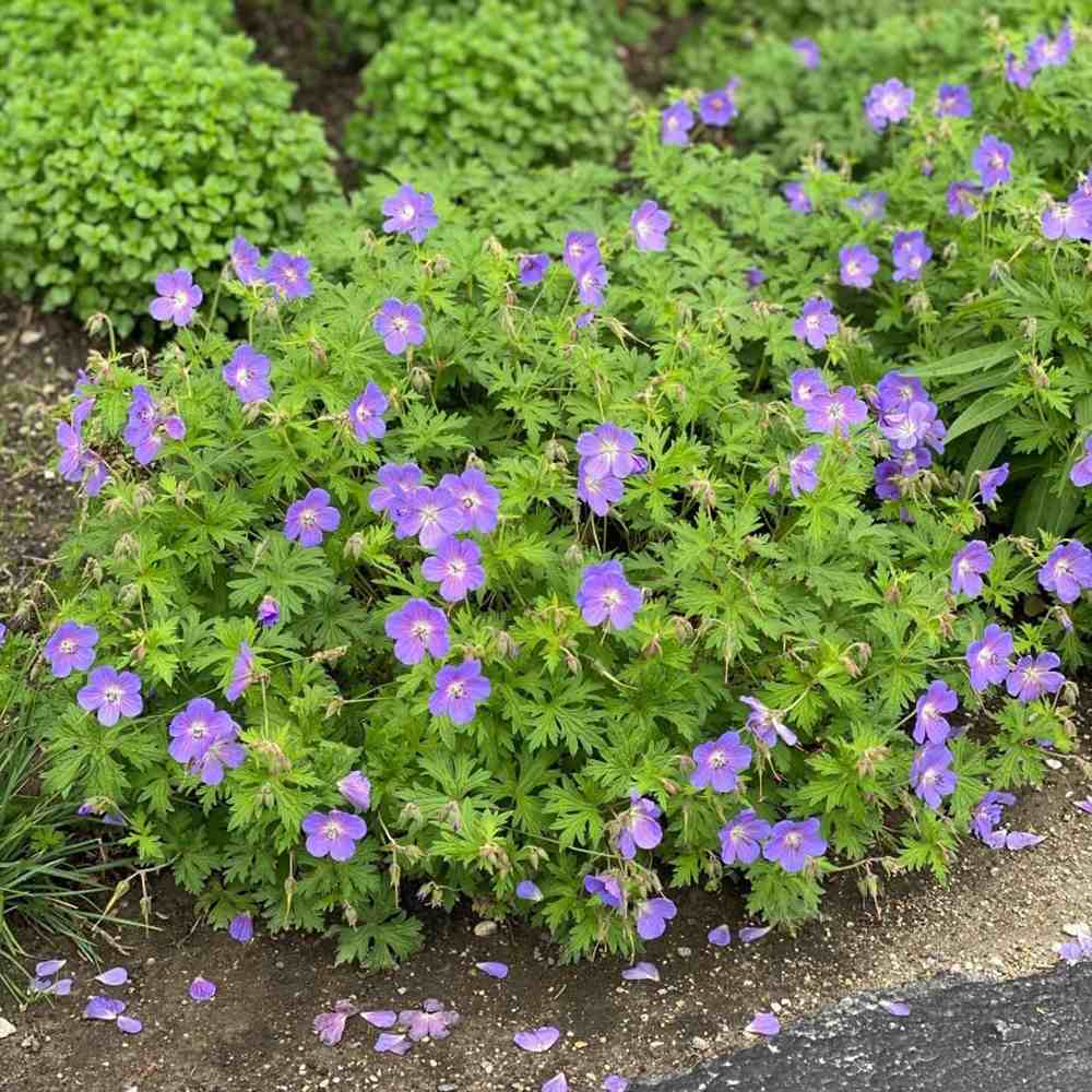 Gólyaorr Geranium 'Johnson's Blue' – kék-lila virágú, hosszan virágzó évelő