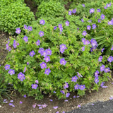 Gólyaorr Geranium 'Johnson's Blue' – kék-lila virágú, hosszan virágzó évelő