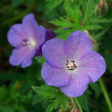 Gólyaorr Geranium 'Johnson's Blue' – kék-lila virágú, hosszan virágzó évelő