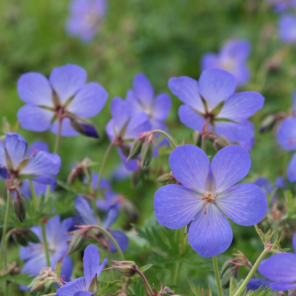 Gólyaorr Geranium 'Johnson's Blue' – kék-lila virágú, hosszan virágzó évelő