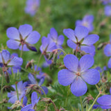 Gólyaorr Geranium 'Johnson's Blue' – kék-lila virágú, hosszan virágzó évelő