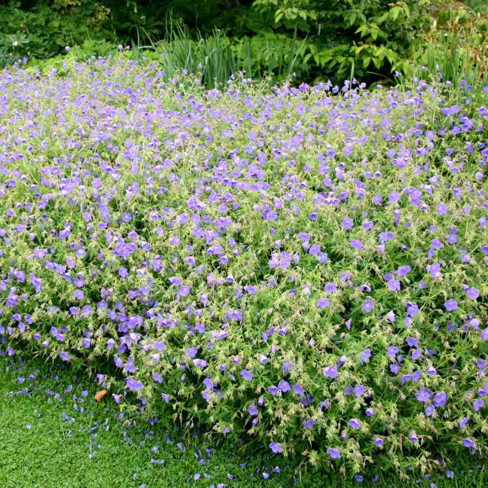 Gólyaorr Geranium 'Johnson's Blue' – kék-lila virágú, hosszan virágzó évelő