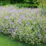 Gólyaorr Geranium 'Johnson's Blue' – kék-lila virágú, hosszan virágzó évelő