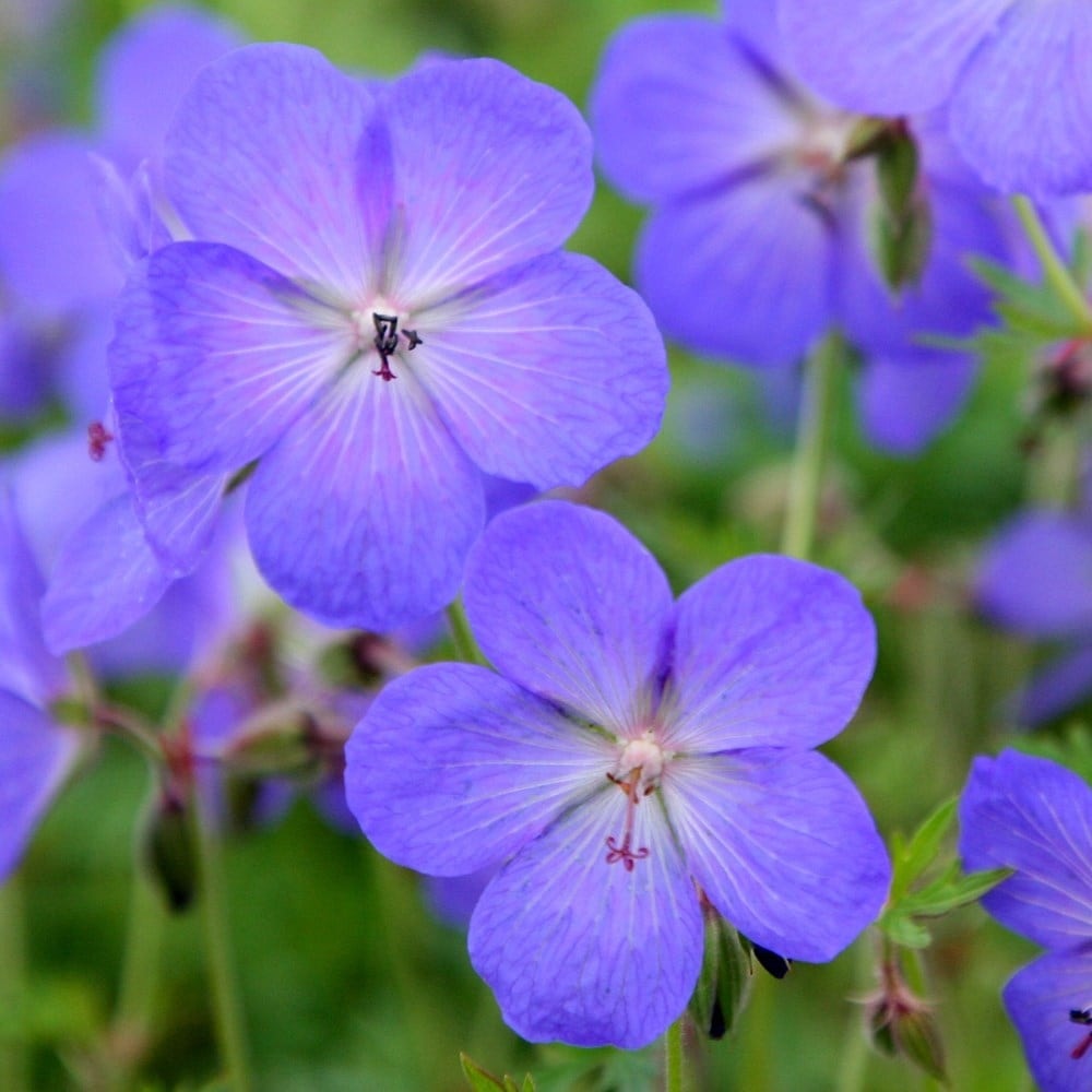 Gólyaorr Geranium 'Johnson's Blue' – kék-lila virágú, hosszan virágzó évelő