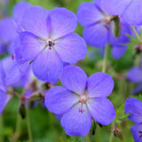 Gólyaorr Geranium 'Johnson's Blue' – kék-lila virágú, hosszan virágzó évelő