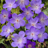 Gólyaorr Geranium 'Johnson's Blue' – kék-lila virágú, hosszan virágzó évelő