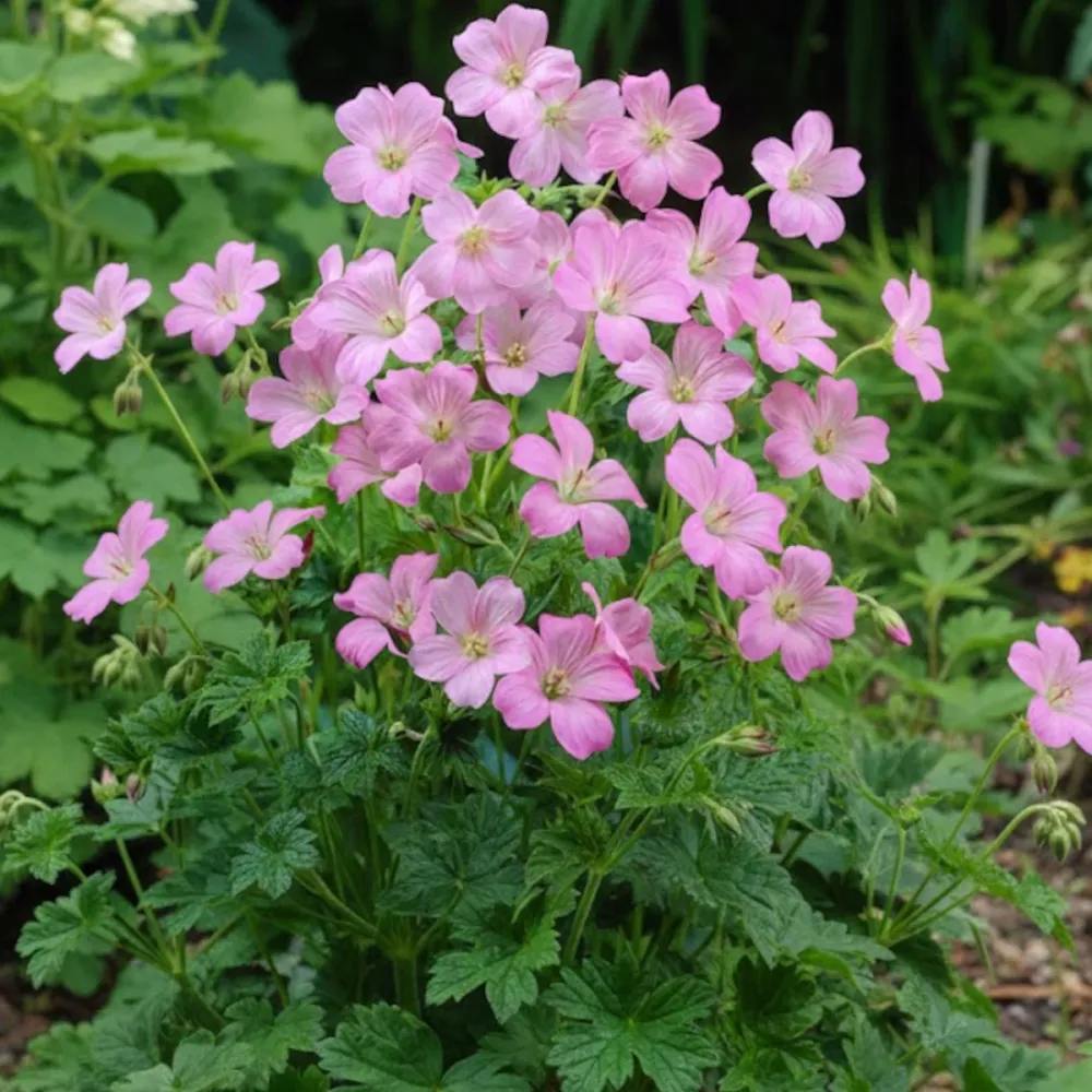Gólyaorr 'Wargrave Pink' – dekoratív rózsaszín virágú évelő talajtakaró