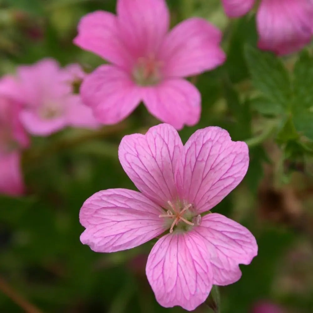 Gólyaorr 'Wargrave Pink' – dekoratív rózsaszín virágú évelő talajtakaró