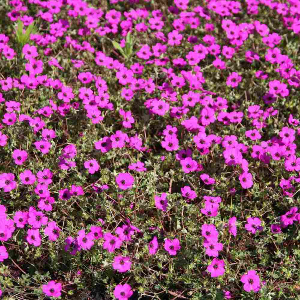 Gólyaorr Geranium cinereum 'Subcaulescens' – bíborvörös virágú évelő sziklakerti növény