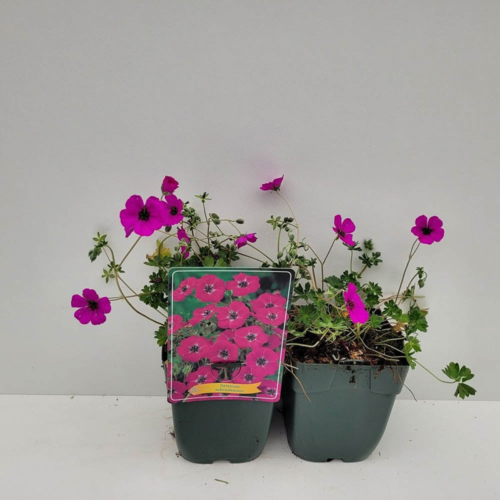Gólyaorr Geranium cinereum 'Subcaulescens' – bíborvörös virágú évelő sziklakerti növény