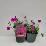 Gólyaorr Geranium cinereum 'Subcaulescens' – bíborvörös virágú évelő sziklakerti növény