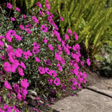 Gólyaorr Geranium cinereum 'Subcaulescens' – bíborvörös virágú évelő sziklakerti növény