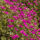 Gólyaorr Geranium cinereum 'Subcaulescens' – bíborvörös virágú évelő sziklakerti növény