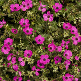 Gólyaorr Geranium cinereum 'Subcaulescens' – bíborvörös virágú évelő sziklakerti növény