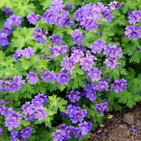 Ciocul Berzei Magnificum Rosemoor, tarator, flori violet intens, acoperire rapida sol