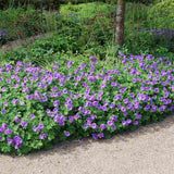 Ciocul Berzei Magnificum, tarator, flori violet intens, acoperire rapida sol
