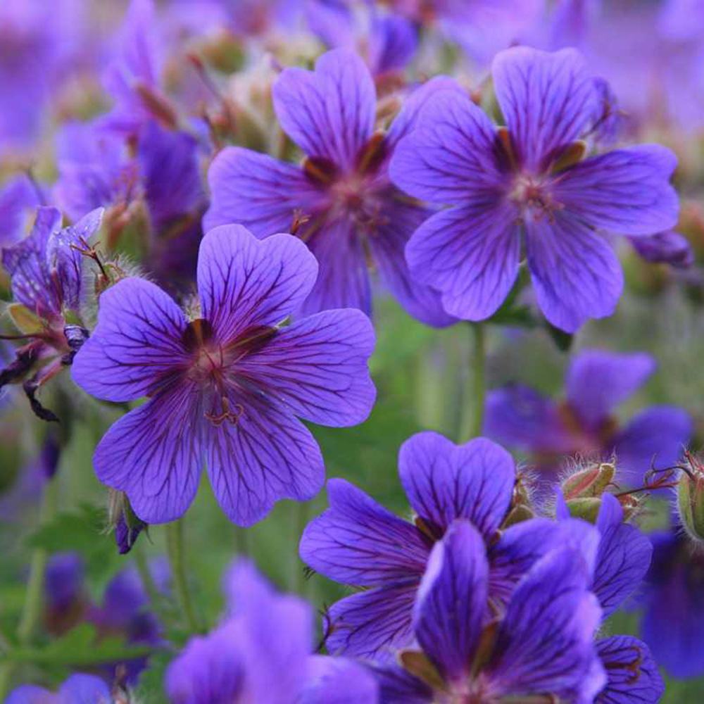 Ciocul Berzei Magnificum, tarator, flori violet intens, acoperire rapida sol