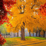 Arborele Pagodelor (Ginkgo Biloba), colorit de toamna cu frunze aurii, specie antica, perfect pentru umbra