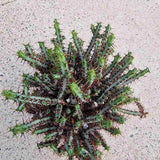 Cactusul Pix Castle Frankenstein, 40-45 cm, Euphorbia Aeruginose, un cactus grefat spectaculos si unic